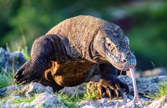 Menelusuri Keunikan Fauna Indonesia Timur Kekayaan Alam Sulawesi dan Nusa Tenggara