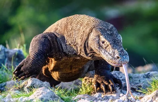 Menelusuri Keunikan Fauna Indonesia Timur Kekayaan Alam Sulawesi Dan Nusa Tenggara