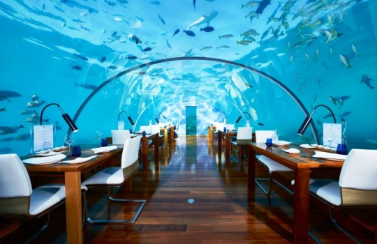 Ithaa Undersea Restaurant, Sensasi Makan di Bawah Laut dengan Pemandangan 180 Derajat yang Bikin Takjub