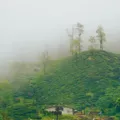 Pemandangan kebun teh Rancabali Ciwidey sebagai destinasi wisata favorit untuk akhir pekan di Bandung