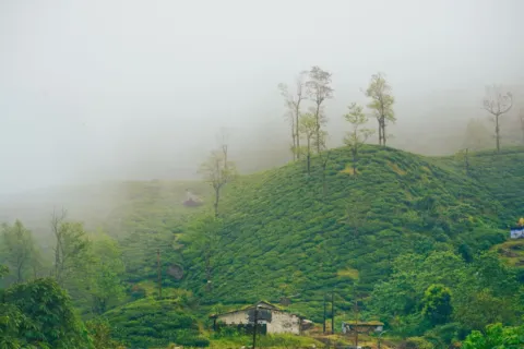 Pemandangan kebun teh Rancabali Ciwidey sebagai destinasi wisata favorit untuk akhir pekan di Bandung