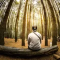 Suasana pemandangan wisata alam Hutan Pinus Mangunan di Yogyakarta yang sejuk