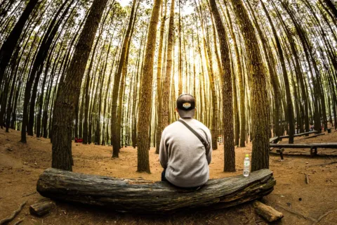 Suasana pemandangan wisata alam Hutan Pinus Mangunan di Yogyakarta yang sejuk