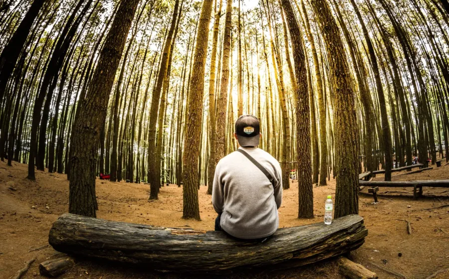 Suasana pemandangan wisata alam Hutan Pinus Mangunan di Yogyakarta yang sejuk