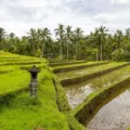 Pemandangan pagi di jalur bukit Campuhan sebagai salah satu tujuan wisata romantis di Indonesia kawasan Ubud