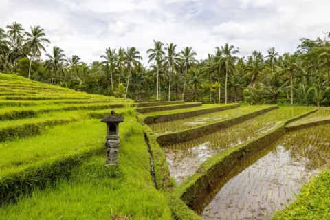 Pemandangan pagi di jalur bukit Campuhan sebagai salah satu tujuan wisata romantis di Indonesia kawasan Ubud