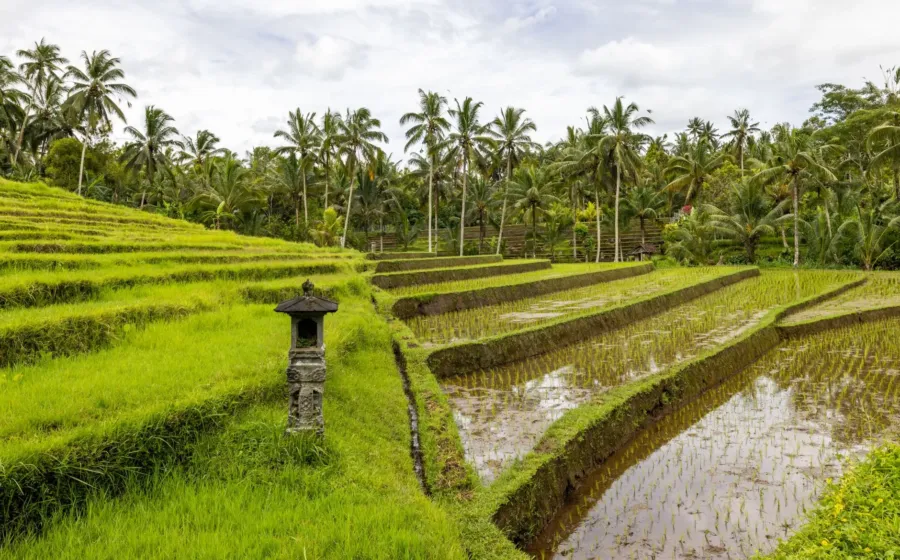 Pemandangan pagi di jalur bukit Campuhan sebagai salah satu tujuan wisata romantis di Indonesia kawasan Ubud